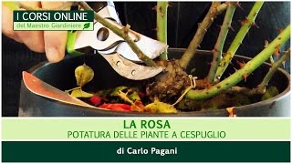 Trailer corso: La rosa, potatura delle piante a cespuglio