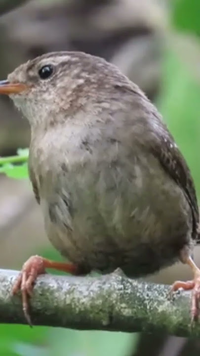 🔴Burung wren ,burung kecil suara pedas yang berasal dari daerah irlandia