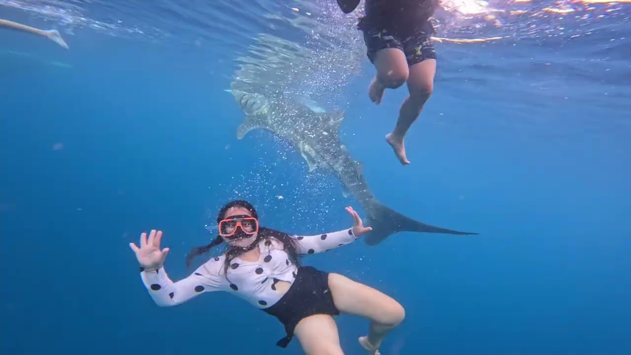 Swimming with Whalesharks #Cebu #9January2026