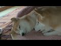 【仲良し柴犬】いちゃいちゃ癒され動画