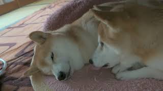 【仲良し柴犬】いちゃいちゃ癒され動画