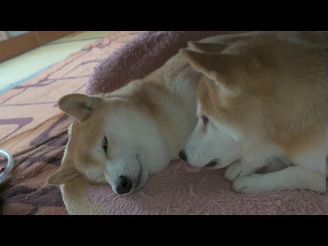 仲良し柴犬さん♡ 仲良し柴犬】いちゃいちゃ癒され動画 - YouTube