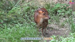 野生山羌夜闖「女生宿舍」〜身份比對竟是「專情歐巴」！Wild ...