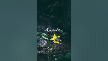 قرآن كريم بصوت الشيخ سعد الغامدي :حالات واتس دينية