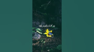 قرآن كريم بصوت الشيخ سعد الغامدي :حالات واتس دينية