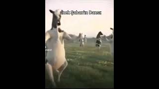 İnek Şaban'ın Dansı