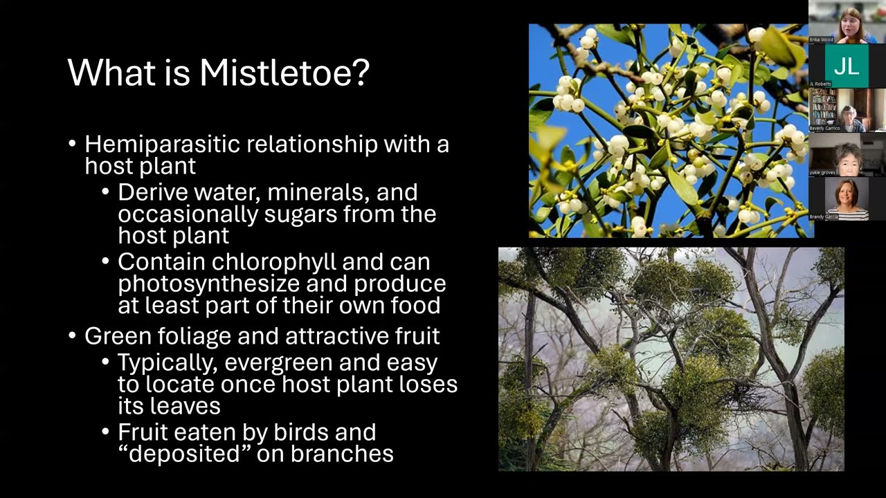 Mistletoe Zoom Class