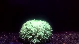 Coral Bleaching - Pulsed inflation used to eject the dead algae cells.