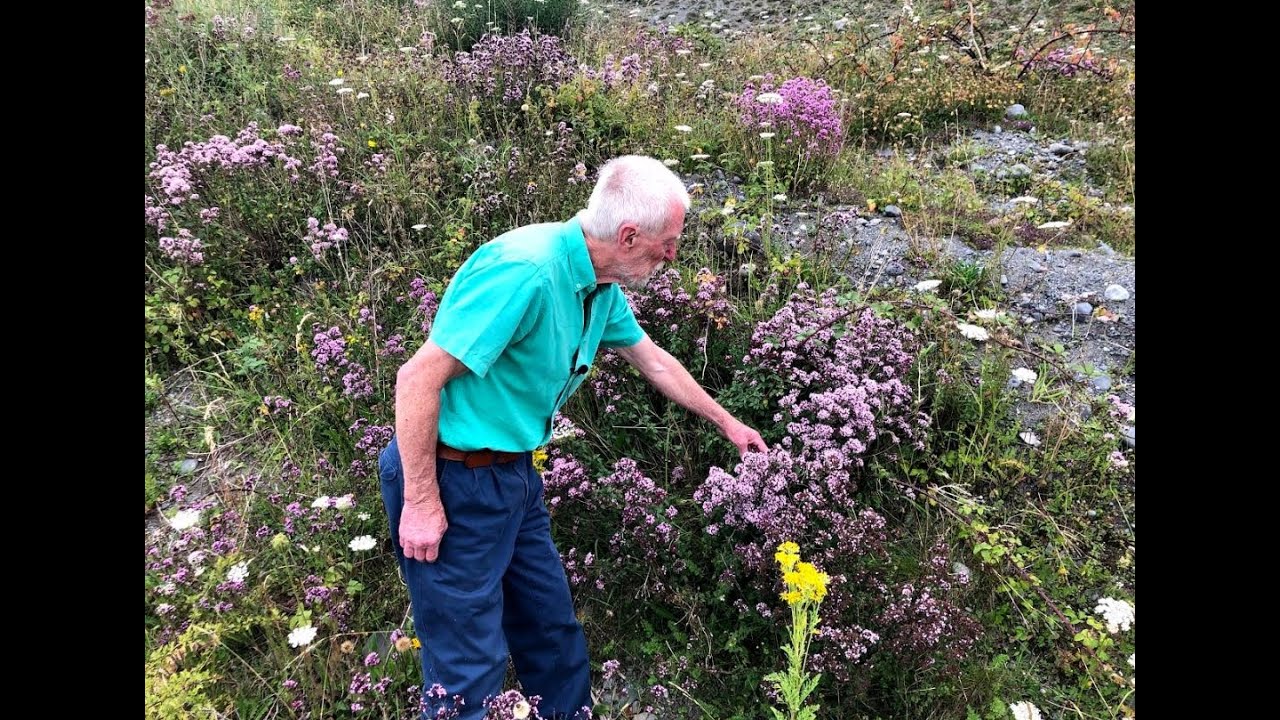 Marjoram and Wild Thyme with John Feehan in July, Wildflowers of Offaly series YouTube
