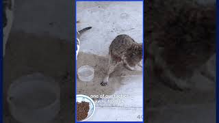 Google Business Service Areas Why Hiding Your Address Limits Your Tactics 🚫 #shorts