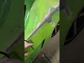 Live highlight Lambo Terero Vittoria Supercar Build