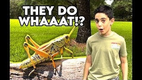 Lubber Grasshoppers: Animal adventures / We went bug hunting and found a deer