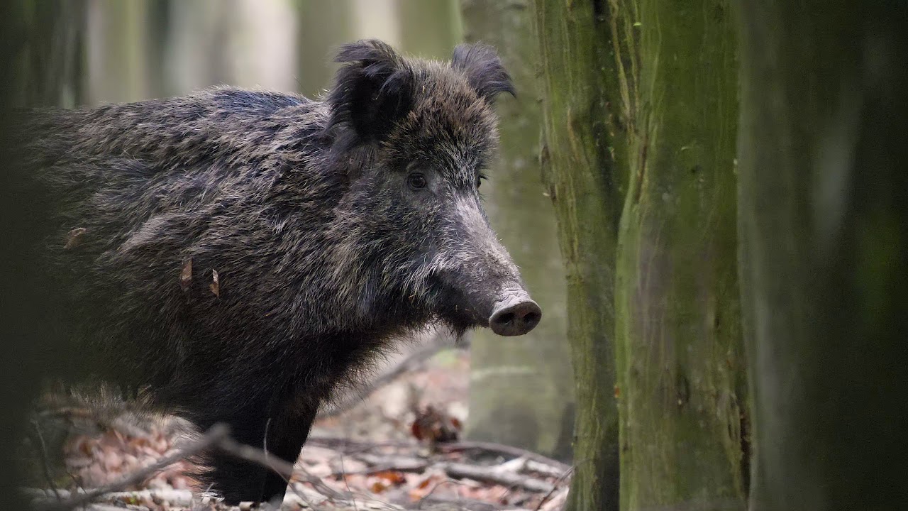 Život v prírode - Diviak lesný (4k)