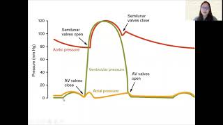 Chap 8 (Part 2b) - The Cardiac Cycle | Cambridge A-Level 9700 Biology