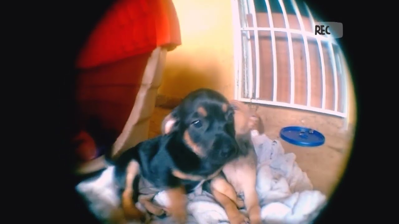 Diversão canina