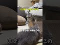 おつぼねこと仲良くなりたい小僧にゃん #猫 #子ネコ #猫動画