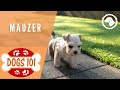 Dogs 101 - MALZER - Top Dog Facts about the MALZER | DOG BREEDS 🐶 #BrooklynsCorner