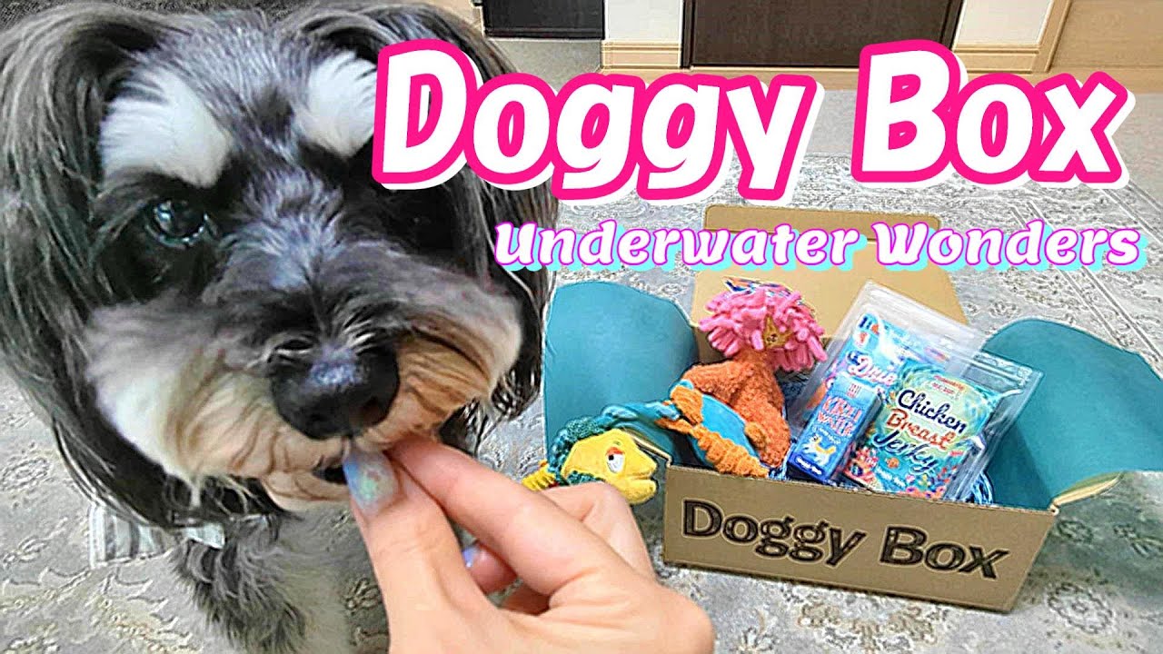 テレビ puppy 世界を救う！ワンにゃフル物語～柴と三毛と亀梨くん～ 11月19日(水