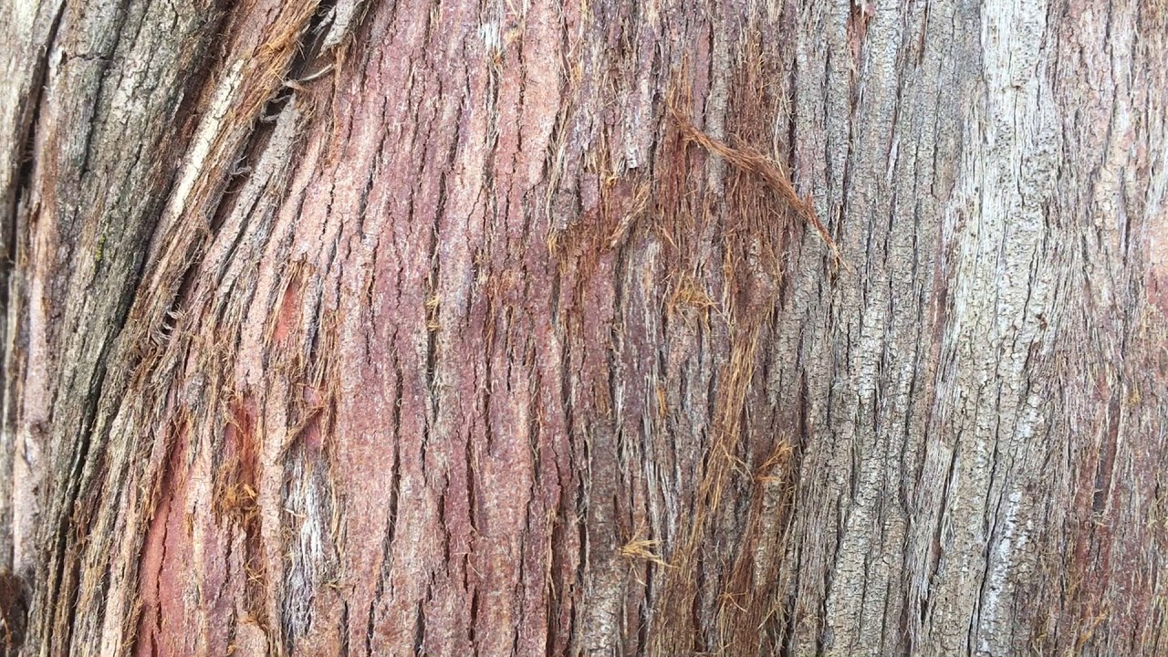 Dawn redwood bark close up August 2018 YouTube