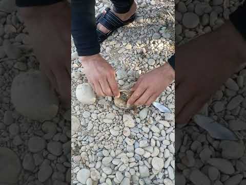 صيد المحار
