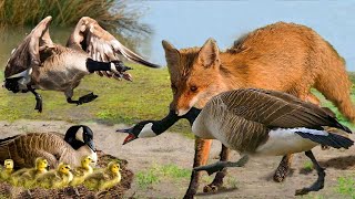 The Cunning Fox Tragically Destroyed The Whole Family Of Geese, And The Unexpected Happened
