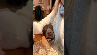 Dog Attempts to Evade "Armpit Shark" Technique to Ask for Food