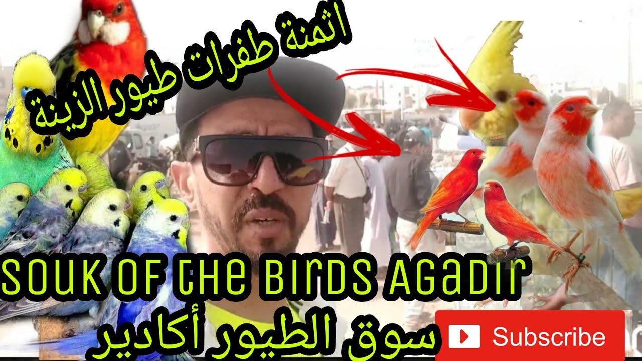 سوق الطيور أكادير ليوم الأحد 9oct+التعرف على اثمنة طفرات الطيور الجديدة