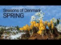 Seasons of denmark  spring a timelapse film from skjoldungernes land national park on zealand