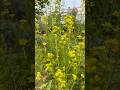Hoa cải vàng #pgarden #pgardening