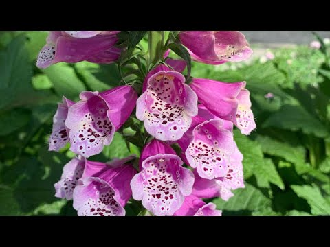 Video: Digitalis (tumbuhan) - Sifat Berguna Dan Penggunaan Digitalis, Bunga Digitalis. Foxglove Kuning, Ungu, Berbulu