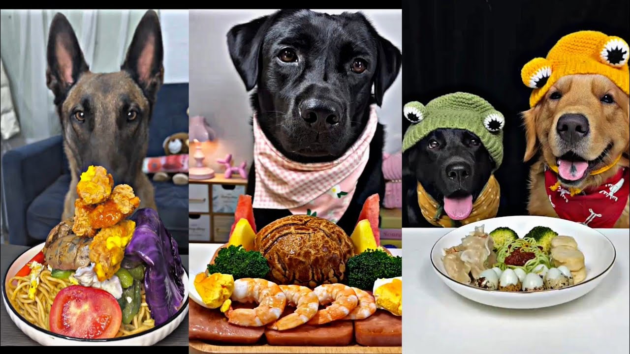 4 Dogs, 3 Meals You Won’t Believe What They Ate! YouTube
