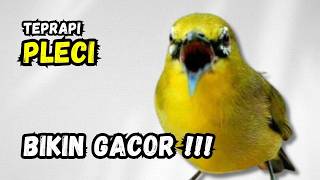 Terapi Pleci Pagi Hari Ampuh Bikin Gacor  Hitungan Detik Pleci Ikut Bunyi