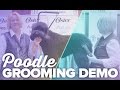Poodle Grooming Demo with a "Dandie Dinmont Type Head" by Chris Pawlosky