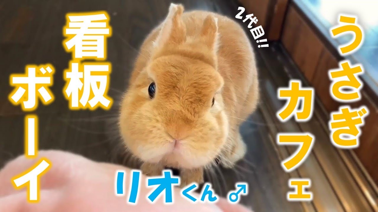 コロナにより 都内うさぎカフェ存続の危機 憩いの場を守りたい Campfire キャンプファイヤー コロナにより 都内うさぎカフェ存続の危機 憩いの場を守りたい Campfire キャンプファイヤー