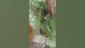 Rescuing a cat from death after it escaped from the rain and got stuck between tree branches