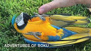 Outdoor Parrot Fun 2_3