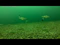 Lake Simcoe Underwater Ice Fishing Video 2018 Feb. 4th #1