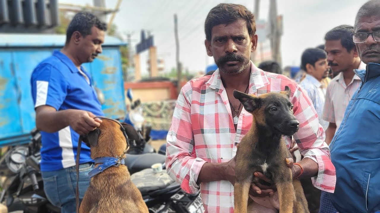 குன்னத்தூரில் நாய்க்குட்டி வாங்க குறைந்த விலையில் வாங்க வாங்க@makkalvandi- #குன்னத்தூர் 