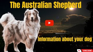 Australian Shepherd: A True Canine Gem  Dive into the Fascinating World of this Remarkable Breed