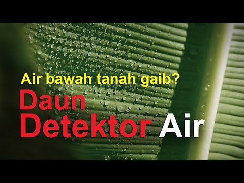 Video: Bagaimana anda menilai mata air daun?