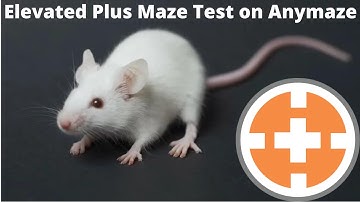 Elevated Plus Maze Test