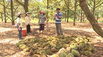 Bình Phước: Lại xảy ra tình trạng phá hoại cây trồng của người dân