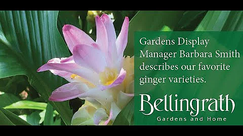 Ginger varieties at Bellingrath Gardens and Home