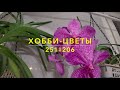 251#206 / Хобби Цветы / 12.2020 — В ГОСТЯХ У МАРИНЫ