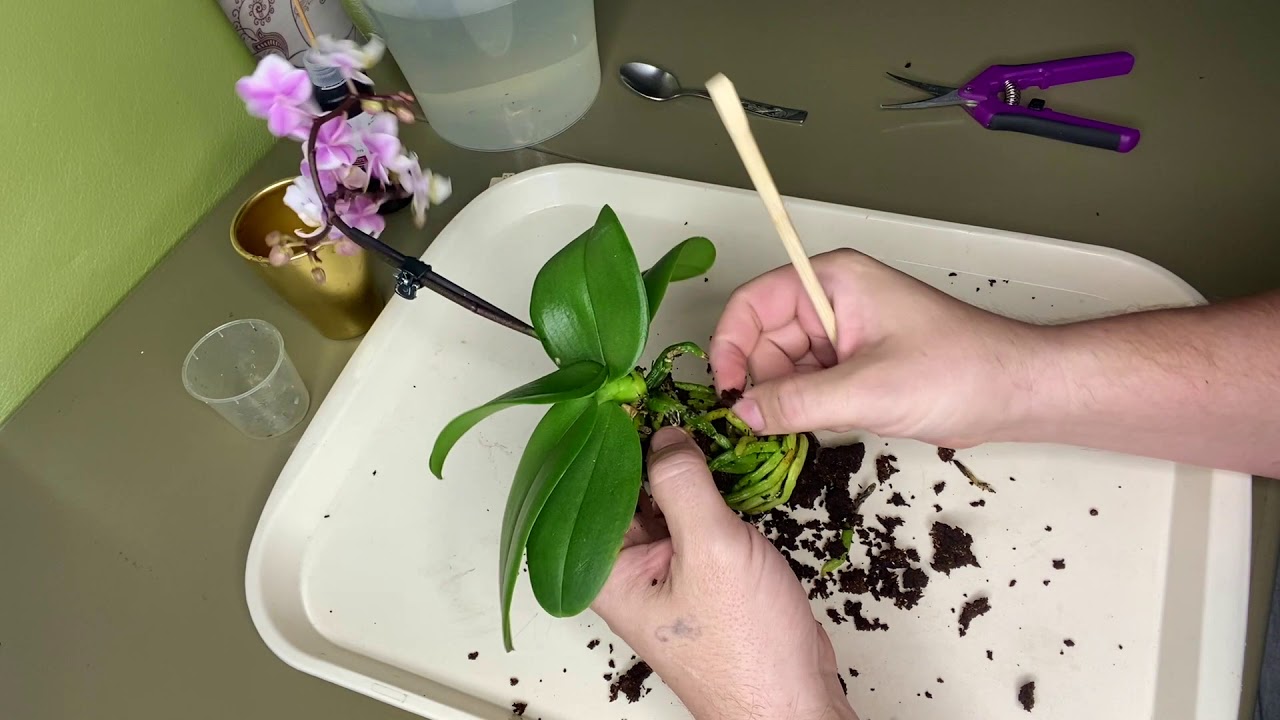 Техника обрезки корней орхидеи