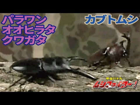 公式】パラワンオオヒラタクワガタ vs カブトムシ【甲虫バトル ムシ 