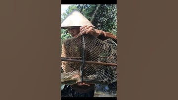 Thăm Lờ Dính 4 Con Cá Trê Lai Trong Rừng Tràm Nước #shorts #thămlờcá #cátrêlai #bắtcátrêlai