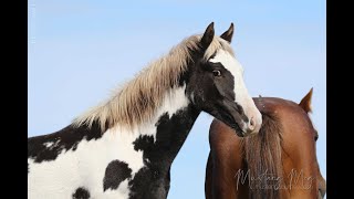 Roaming Wild Among the Mustangs of the West&#39;s High Desert (October 2021)