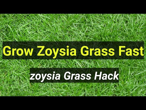 Video: Zoysia Grass Plugs: Mga Direksyon Para sa Pagtanim ng Zoysia Plugs - Paghahalaman Alam Kung Paano