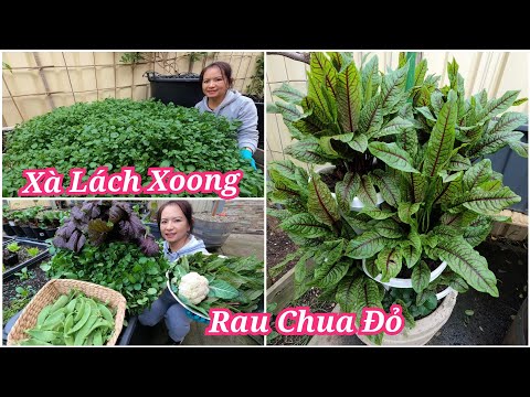 Video: Xà Lách Hoa đỏ